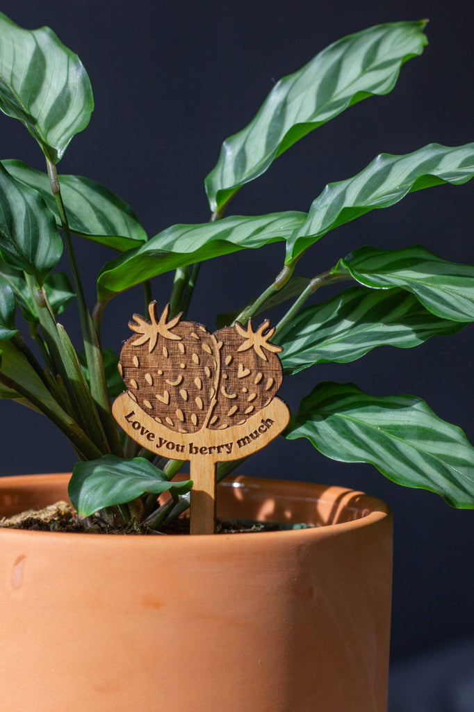 Hereafter Wood Plant Pick